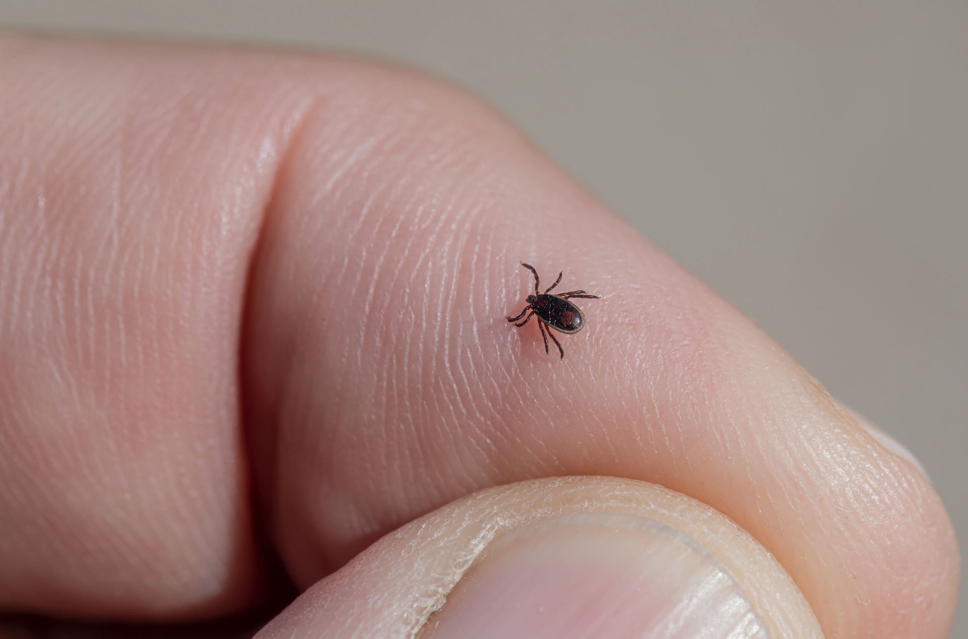 tick on finger